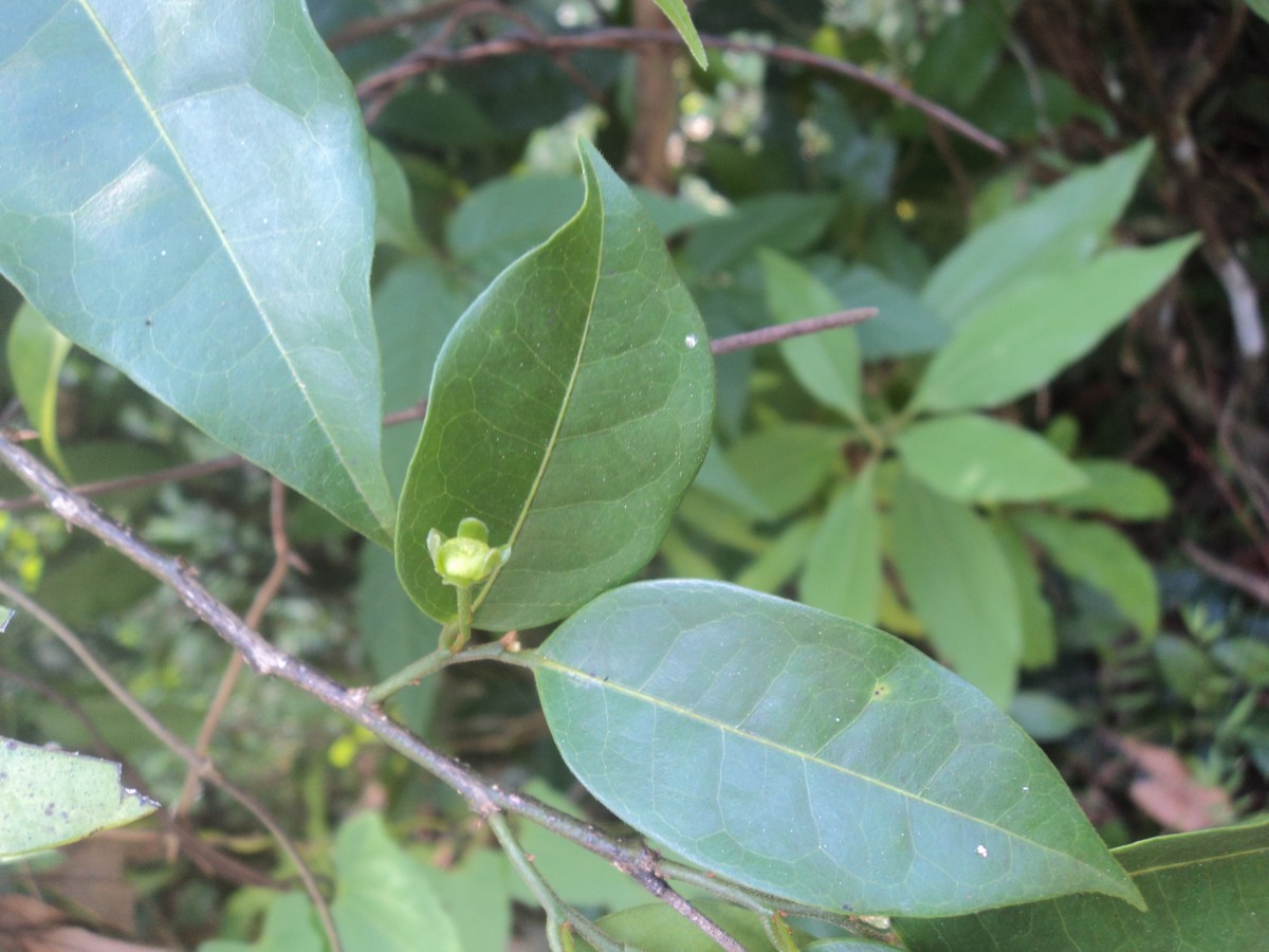 Huberantha